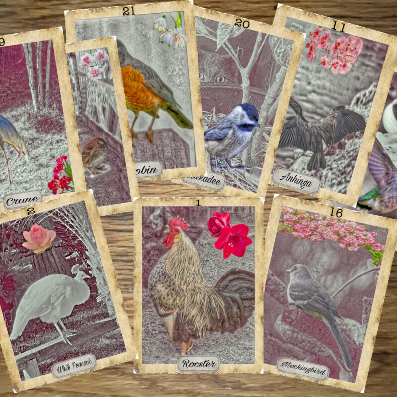 Auguries Bird Oracle