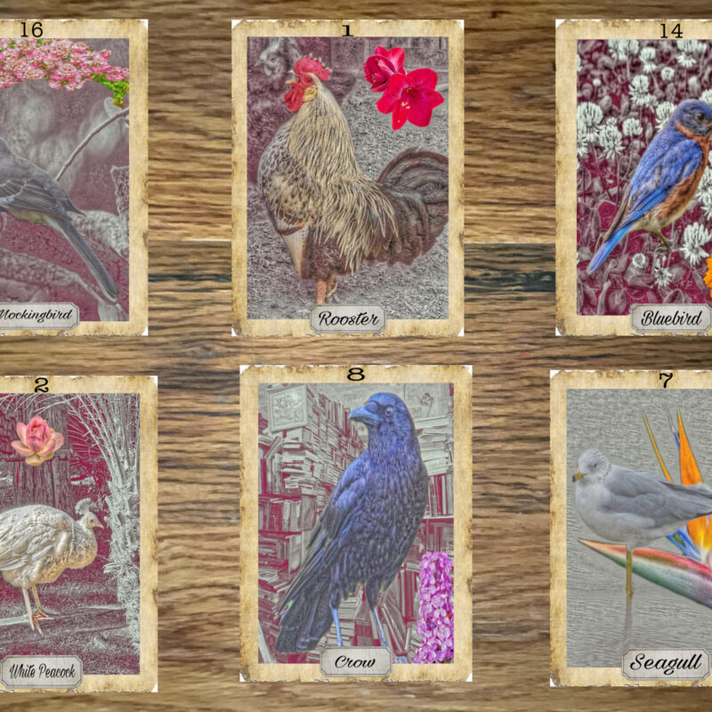 Auguries Bird Oracle