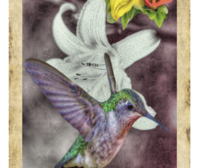 Hummingbird by Auguries & Alchemy